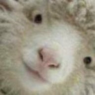sheeple[NL]