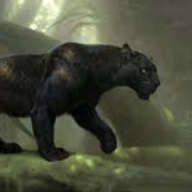 Bagheera